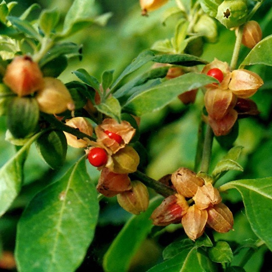 Ashwagandha