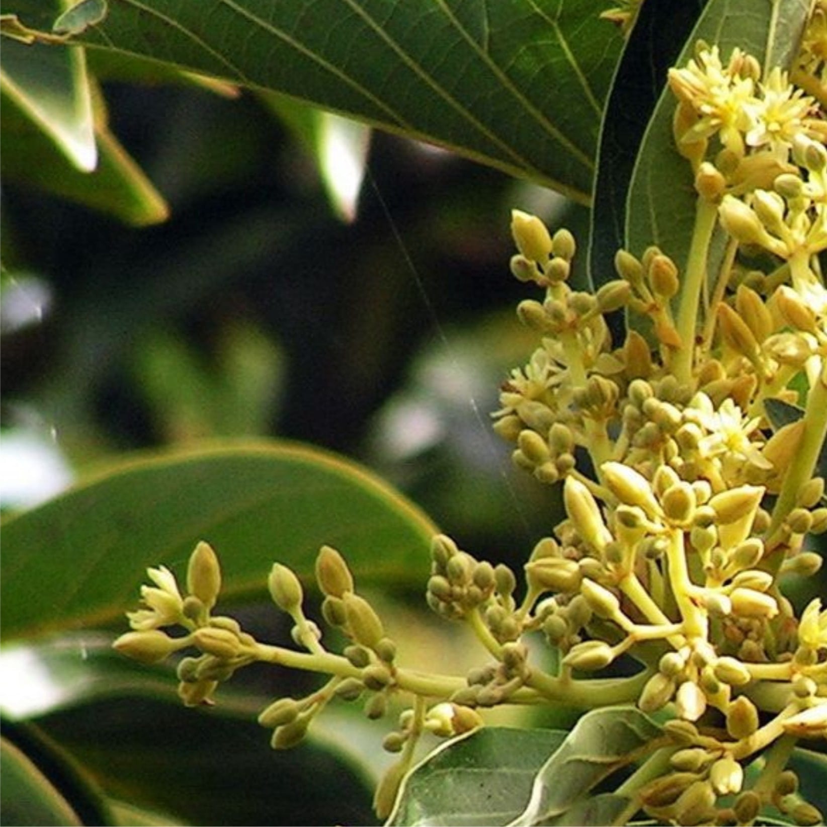 Muira Puama Extract