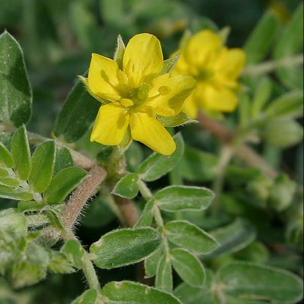 Tribulus Terrestris